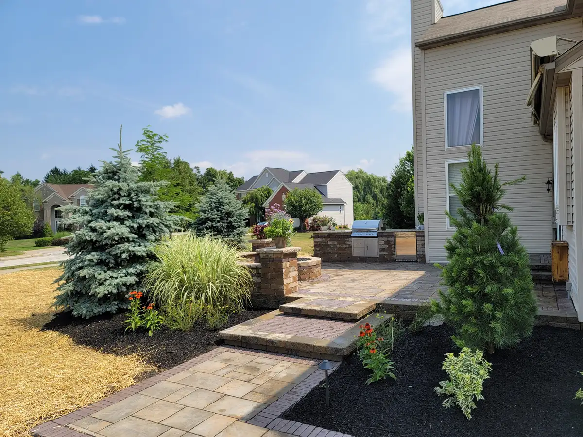 Backyard landscape with blue spruce, ornamental grasses, and fresh mulch