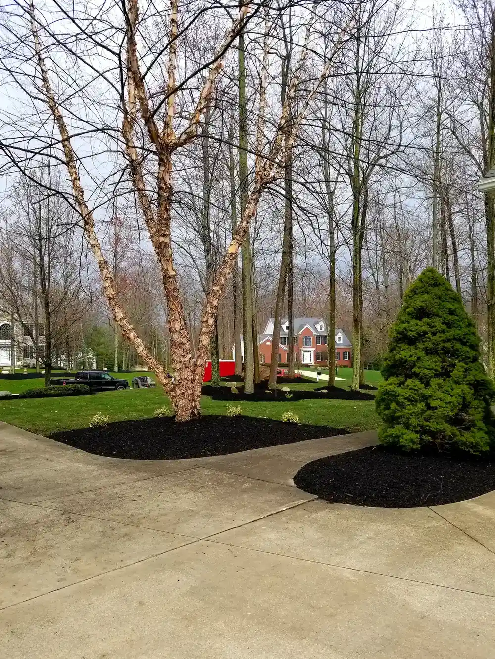 Fresh mulch beds around birch trees with curved walkway