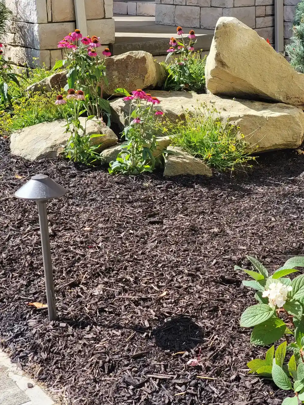 Garden bed with pink coneflowers, decorative boulders, and dark mulch