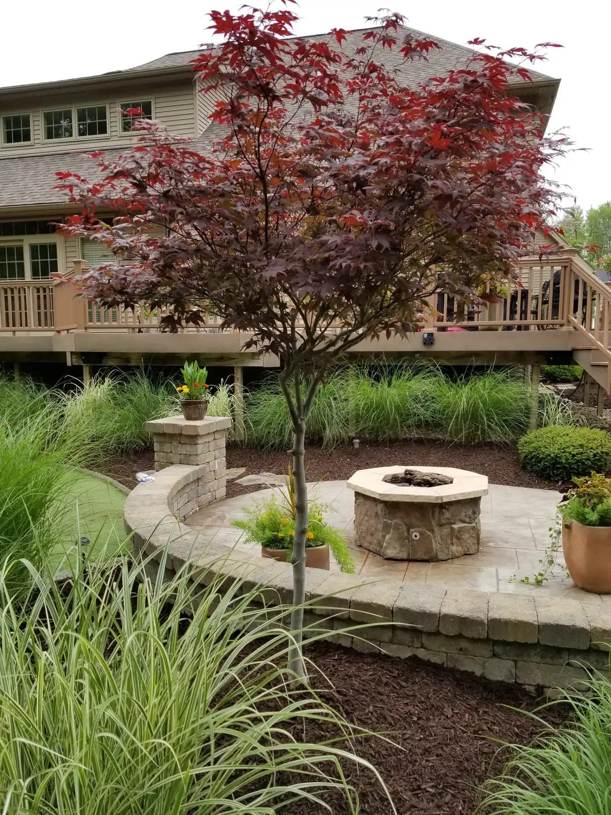 Backyard patio with a fire feature, curved seat wall, ornamental grasses, and a Japanese maple