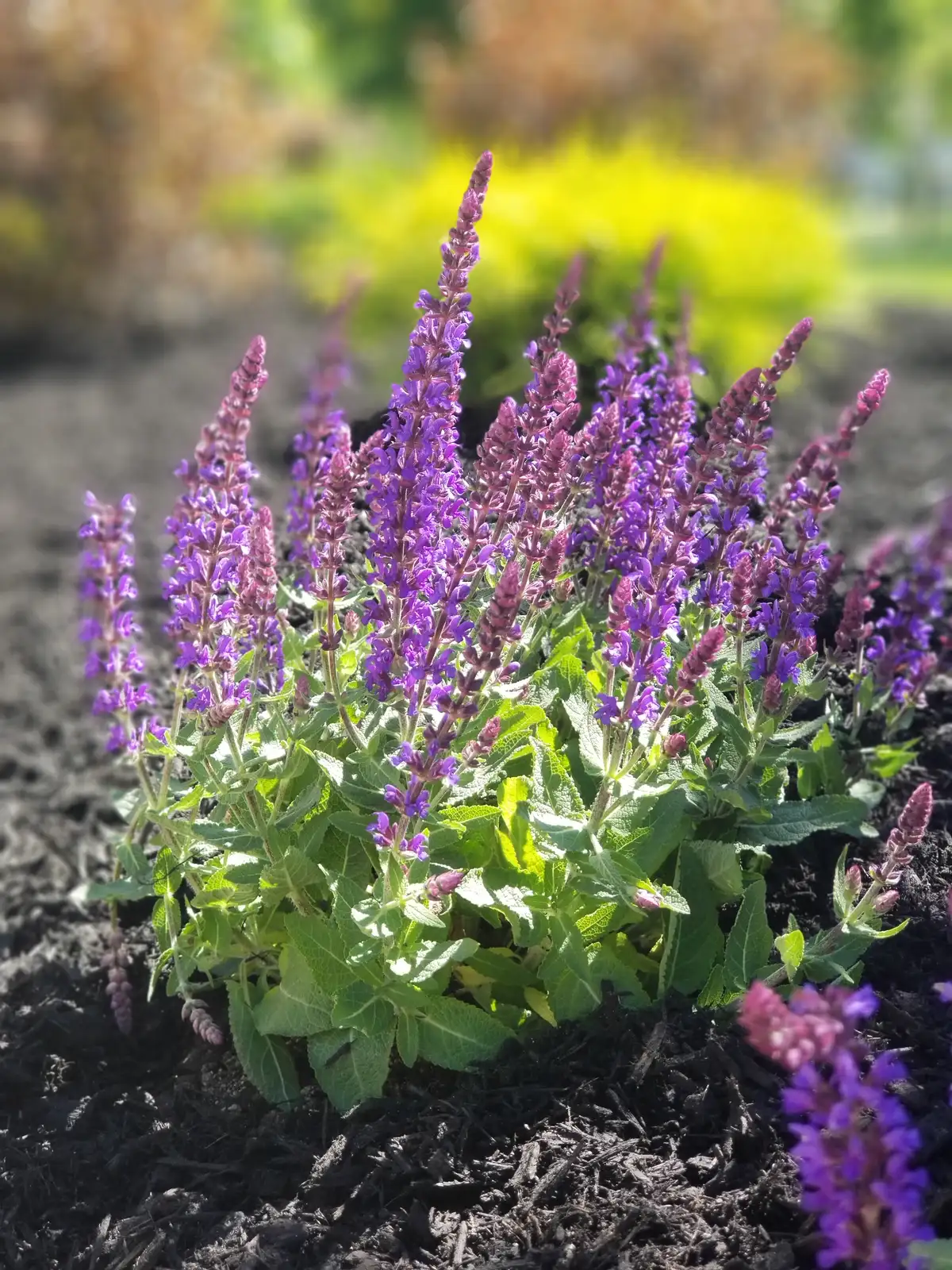 Purple salvia blooming in a freshly mulched garden bed