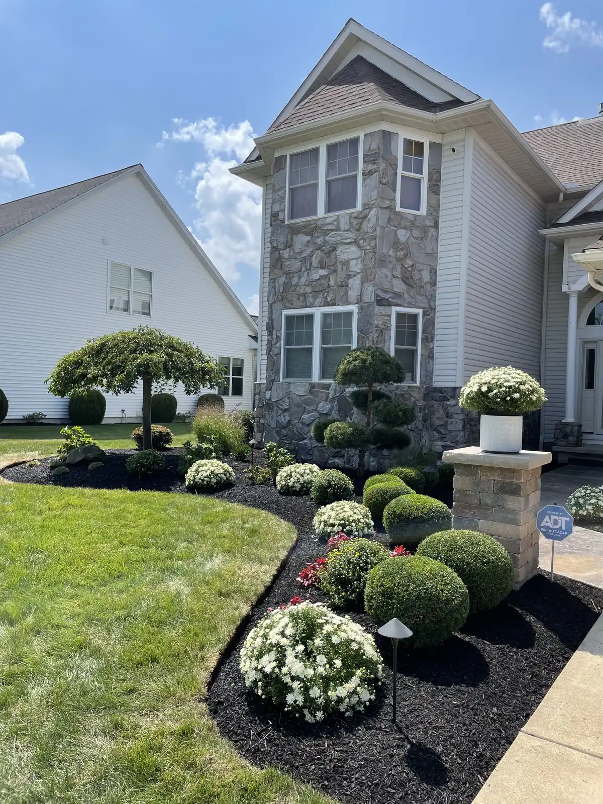 Elegant front yard foundation plantings with mums and shaped boxwoods
