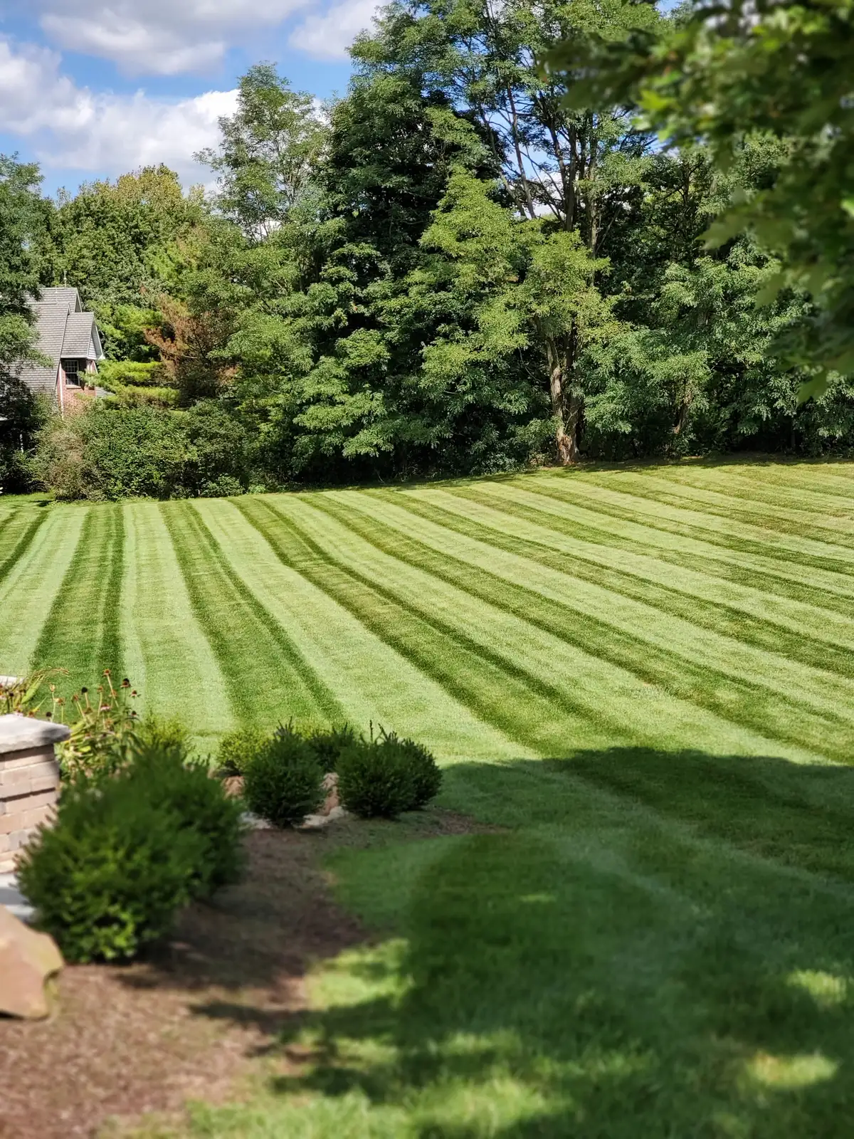 Professionally striped lawn with manicured shrub border
