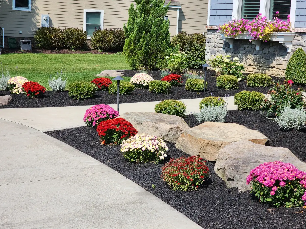 Colorful mums and shrubs in fresh dark mulch beds with decorative boulders