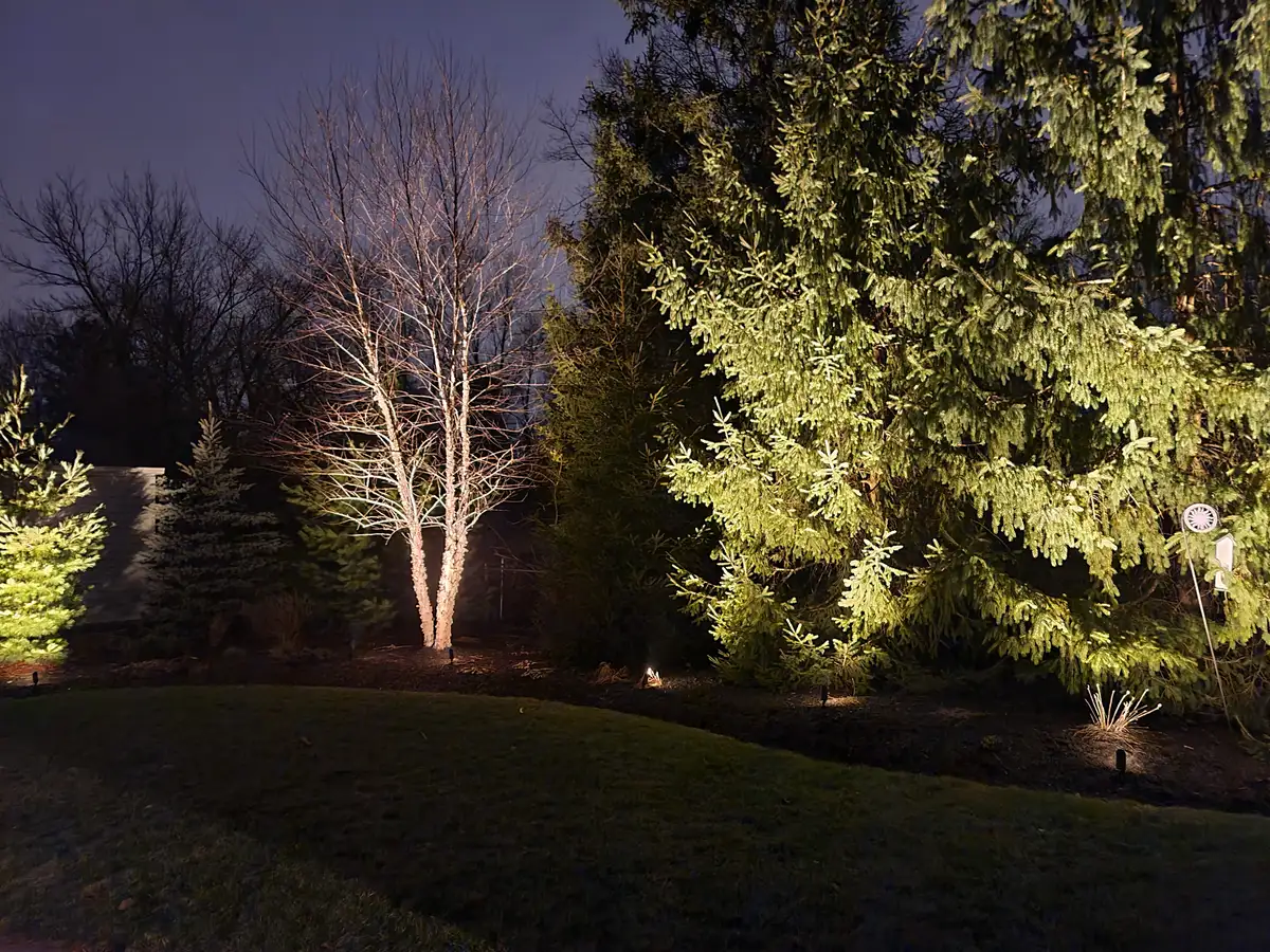 Moonlighting effect from canopy trees