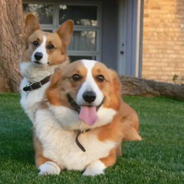 Two corgis lounging on artificial grass in front yard