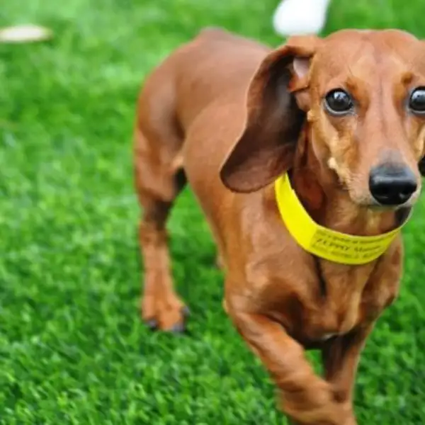 Dachshund walking on lush synthetic turf lawn