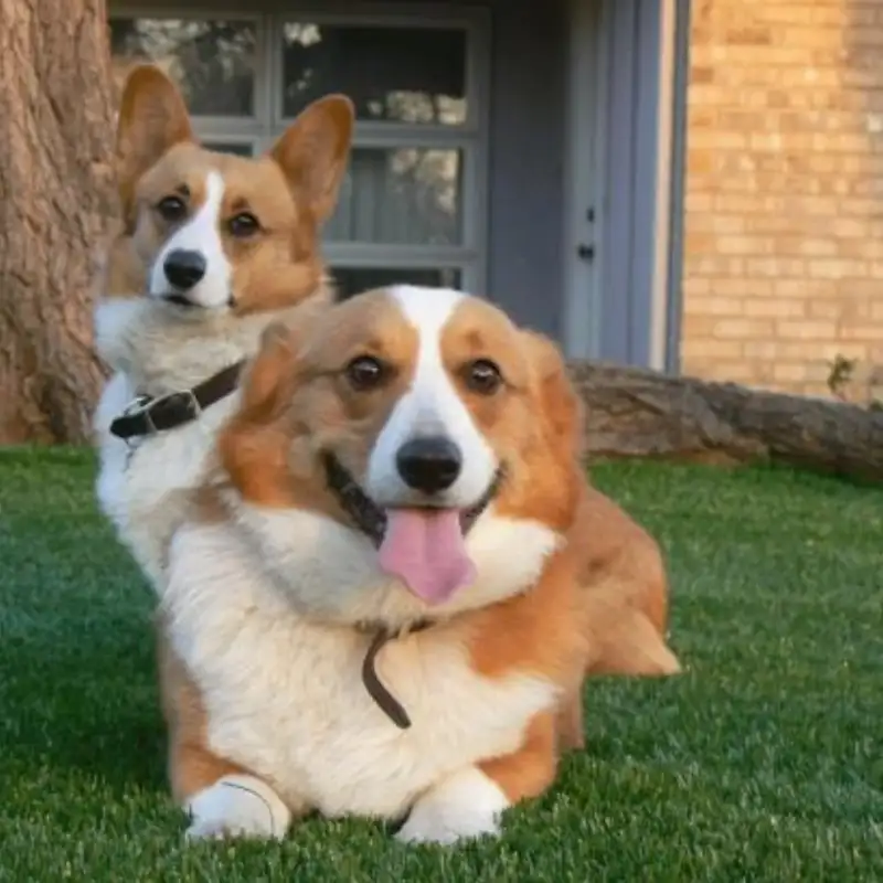 Pet-friendly synthetic turf installed by A.J. Kraig