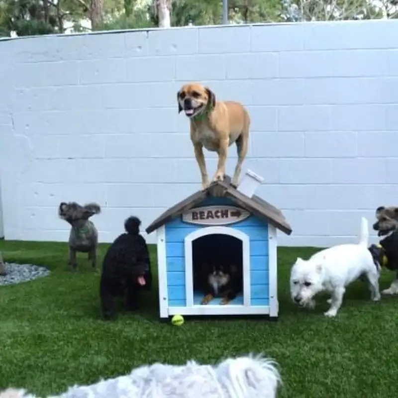 Dogs on pet-friendly synthetic turf by A.J. Kraig
