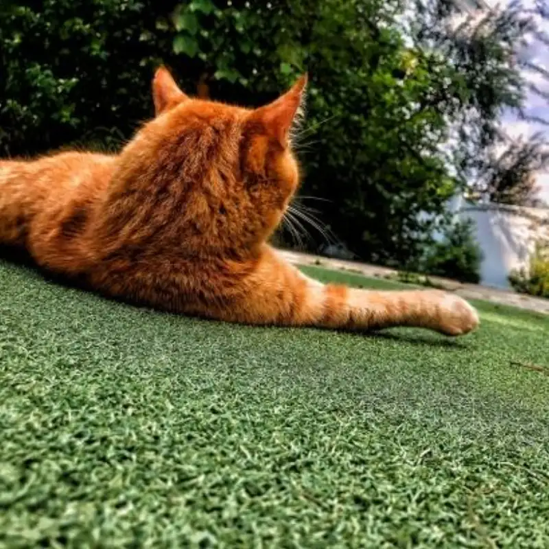 Pet-friendly synthetic turf yard installed by A.J. Kraig in Northeast Ohio